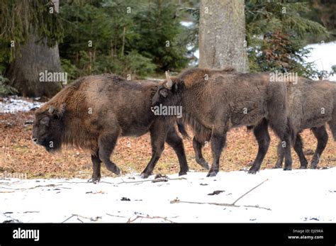 Bildergebnis für Bison Hune