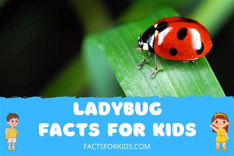Image result for Ladybug Fun Facts for Kids