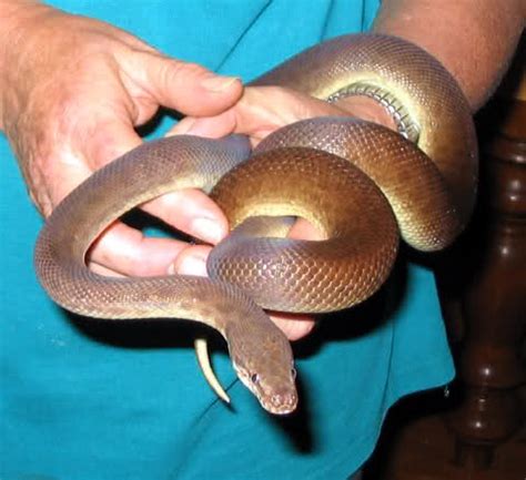 Image result for Adult Children Python