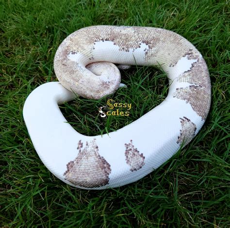 Image result for Gray Ball Python