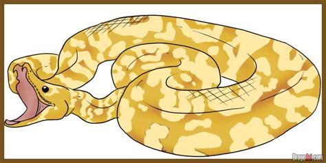 Image result for How to Draw a Realistic Burmese Python