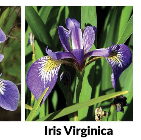 Image result for Decesion Tree by Huddar