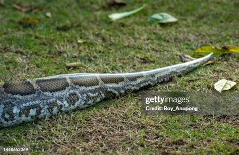 Image result for Burmese Python Genus