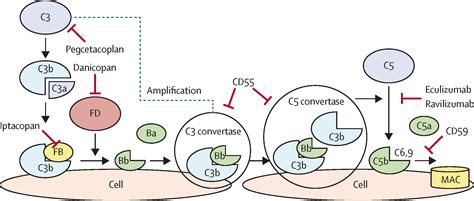 Image result for Complement Factor B siRNA