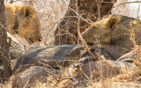 Image result for Lions Eating Humans
