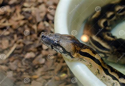 Red Python Head に対する画像結果