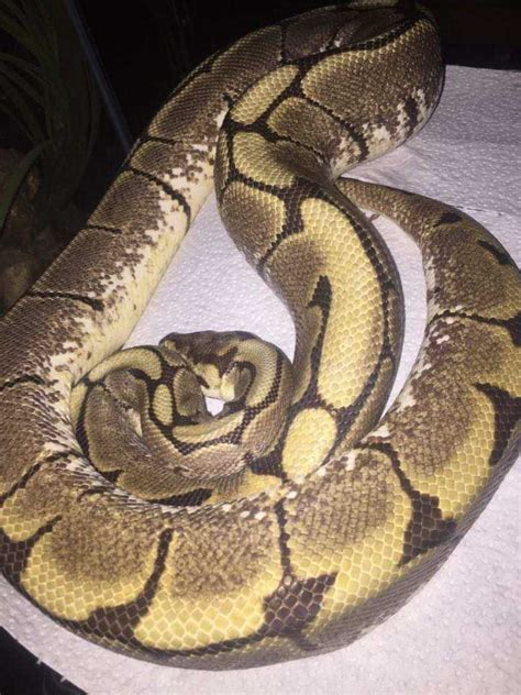 Toradh íomhá ar Royal Python Morph