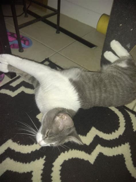 Afbeeldingsresultaten voor Ball Python Derpy