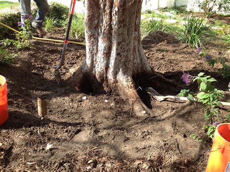 Image result for Chinese Elm Tree Root System