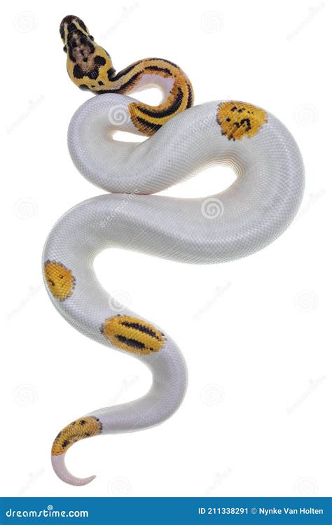 Image result for Ball Python Top View