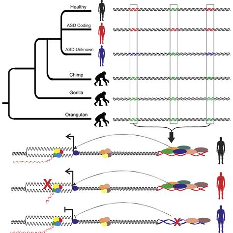 Image result for Accelerated Human Evolution