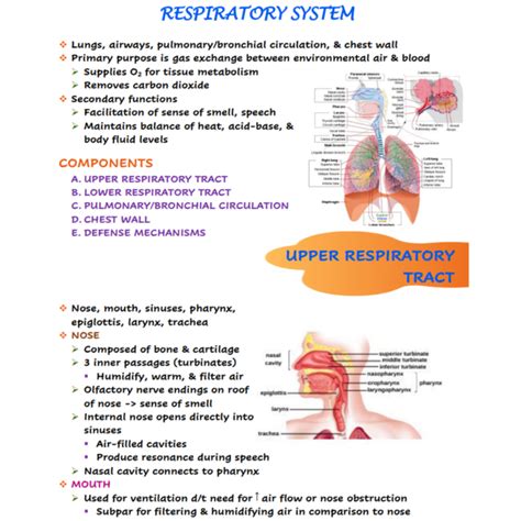 Afbeeldingsresultaten voor Respiratory System Notes PDF