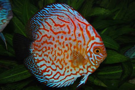 Discus Fish Store に対する画像結果
