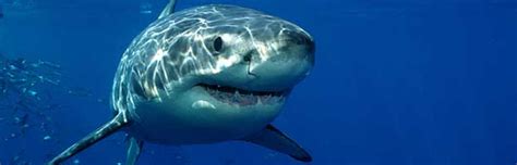 Image result for Shark Different Reproduction