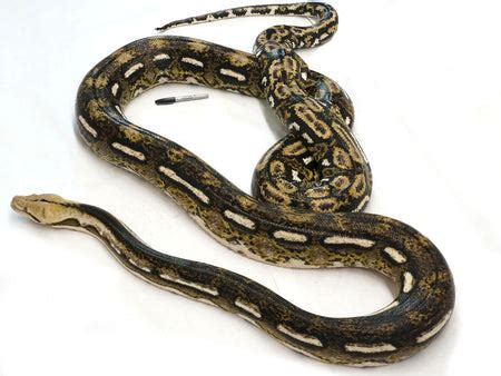 Image result for Toy Reticulated Python