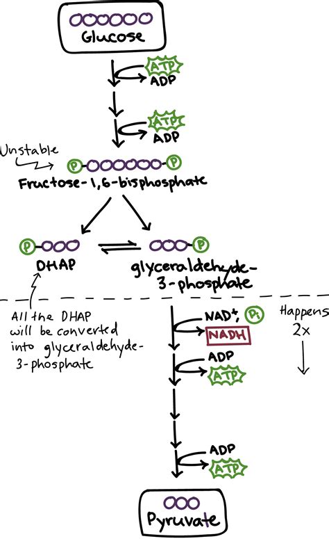 Image result for Structures of Glycolysis Simplified