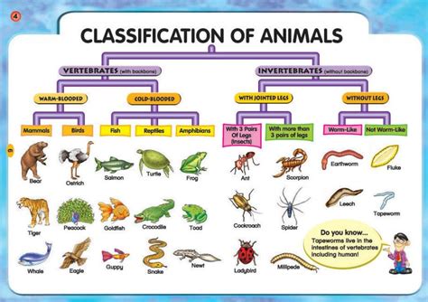 Image result for Vertebrate Classification