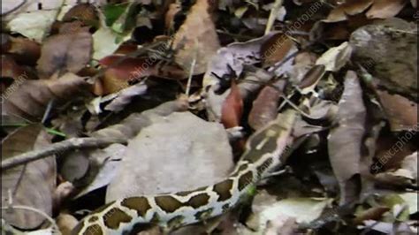 Afbeeldingsresultaten voor Asiatic Rock Python