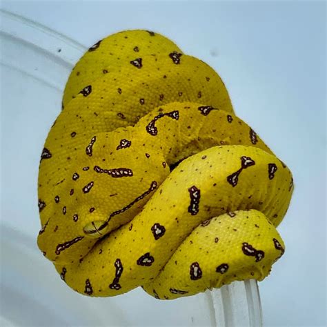 Image result for Misol Green Tree Python