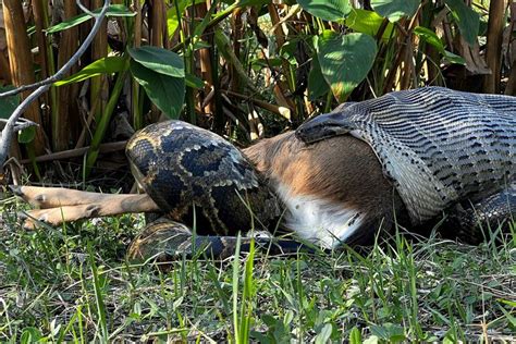 Image result for Florida Python Deer