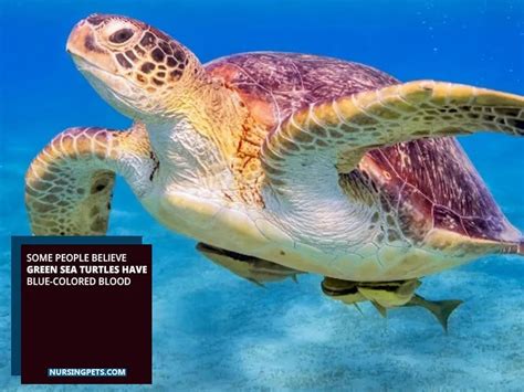 Turtle Shell Bleeding に対する画像結果