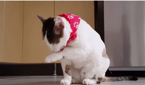 Image result for Python Frames for Beginners