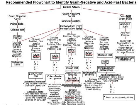 Image result for Gram-negative Bacteremia Algorithm