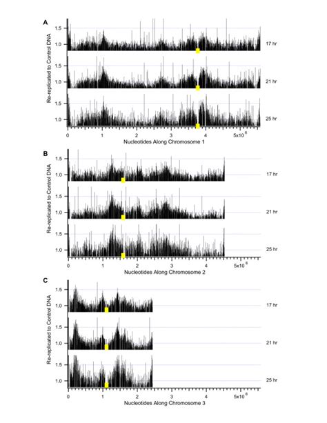 Image result for Microarray Analysis Bidirectional Replication