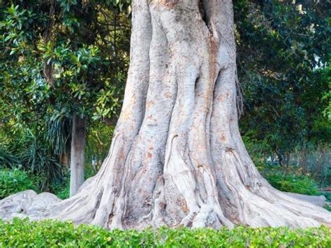 Image result for Chinese Elm Tree Root System