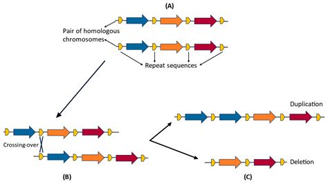 Toradh íomhá ar Formation of Copy Number Variation
