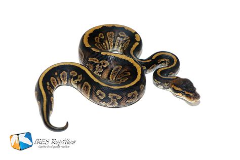 Image result for Bamboo Stranger Ball Python