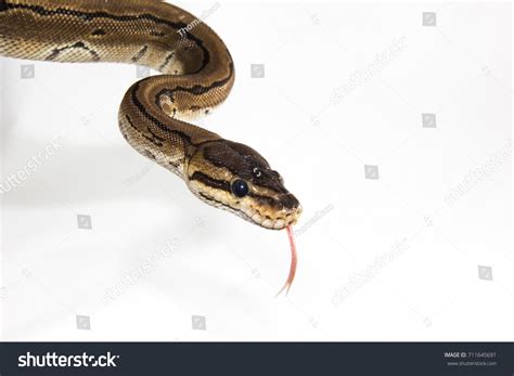 Image result for Bull Python Teeth