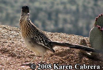 Image result for RoadRunner Tracks