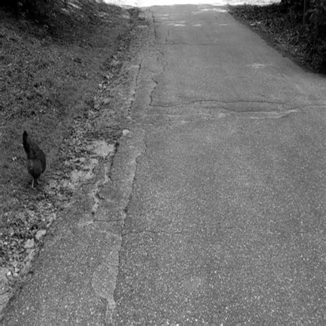 Image result for Object Detection Animal