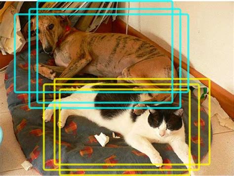 Image result for Object Detection Animal