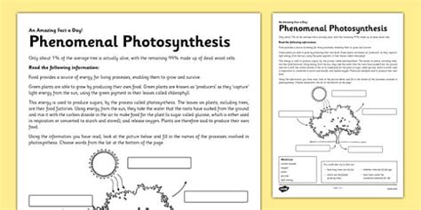 Afbeeldingsresultaten voor How Does Photosynthesis Work Worksheet Answers