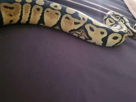 Toradh íomhá ar Wk Ball Python