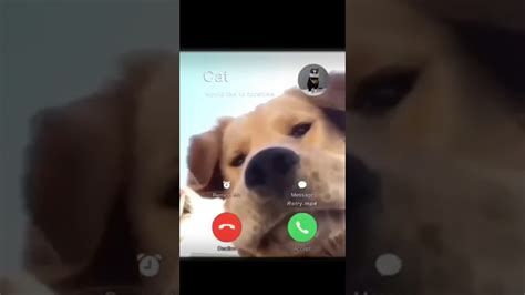 Image result for Dogs On a Video Call Meme