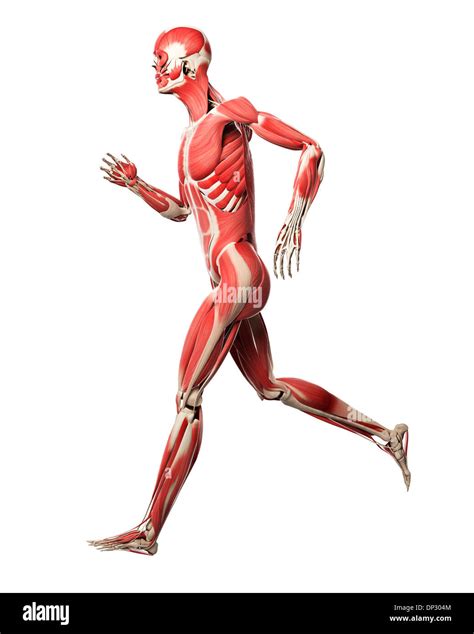Image result for Run Muscles