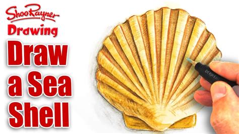 Shell Drawing Realistic కోసం చిత్ర ఫలితం