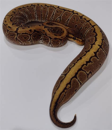 Image result for Hydra Python