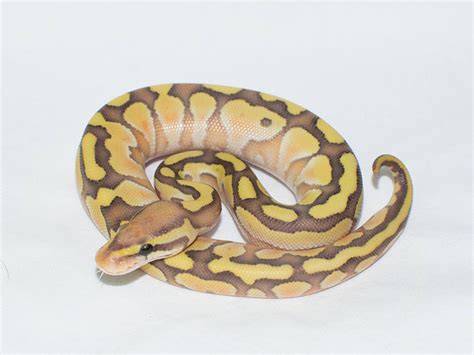 Afbeeldingsresultaten voor Coral Ball Python