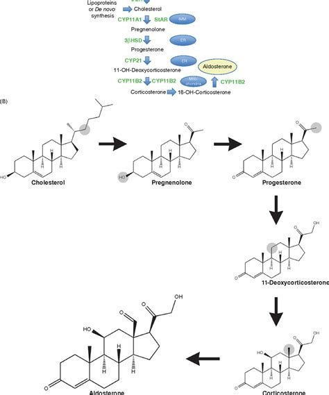 Afbeeldingsresultaten voor Aldosterone