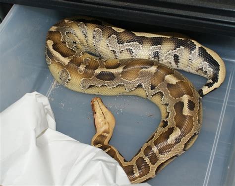 Afbeeldingsresultaten voor Borneo Short Tail Python