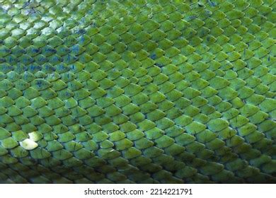 Image result for Dark Green Python Skin