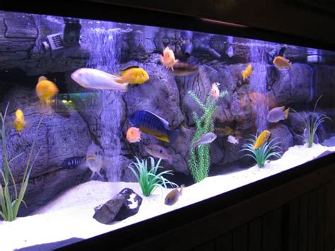 Modern Fish Tank માટે ઇમેજ પરિણામ