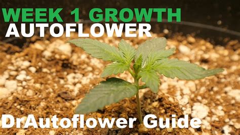 Image result for Autoflower Week One