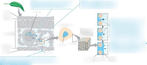Image result for Transpirational Pull Diagram
