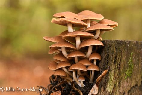 Image result for Leuvenumse Bos