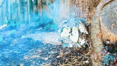 Image result for Exploding Pellets 22 Caliber